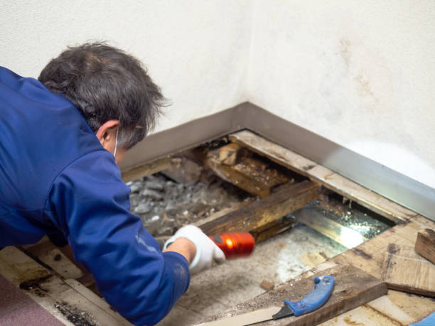 Best Post-Remediation Services in Dunthpe, OR