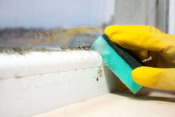 Best Kitchen Mold Remediation in Dunthpe, OR