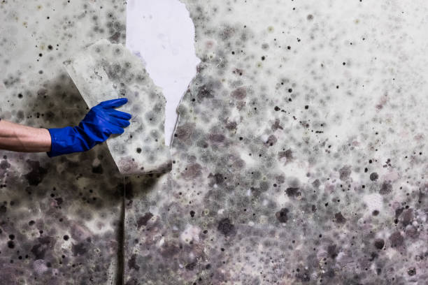 Best White Mold Remediation in Dunthpe, OR